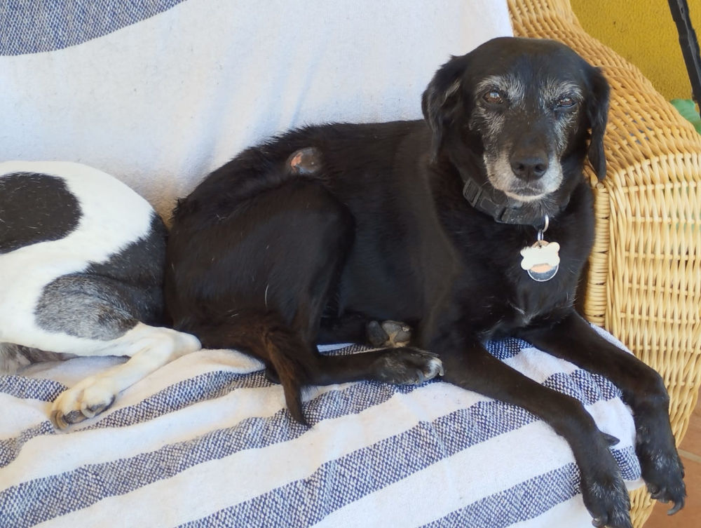 Pansy needing an operation