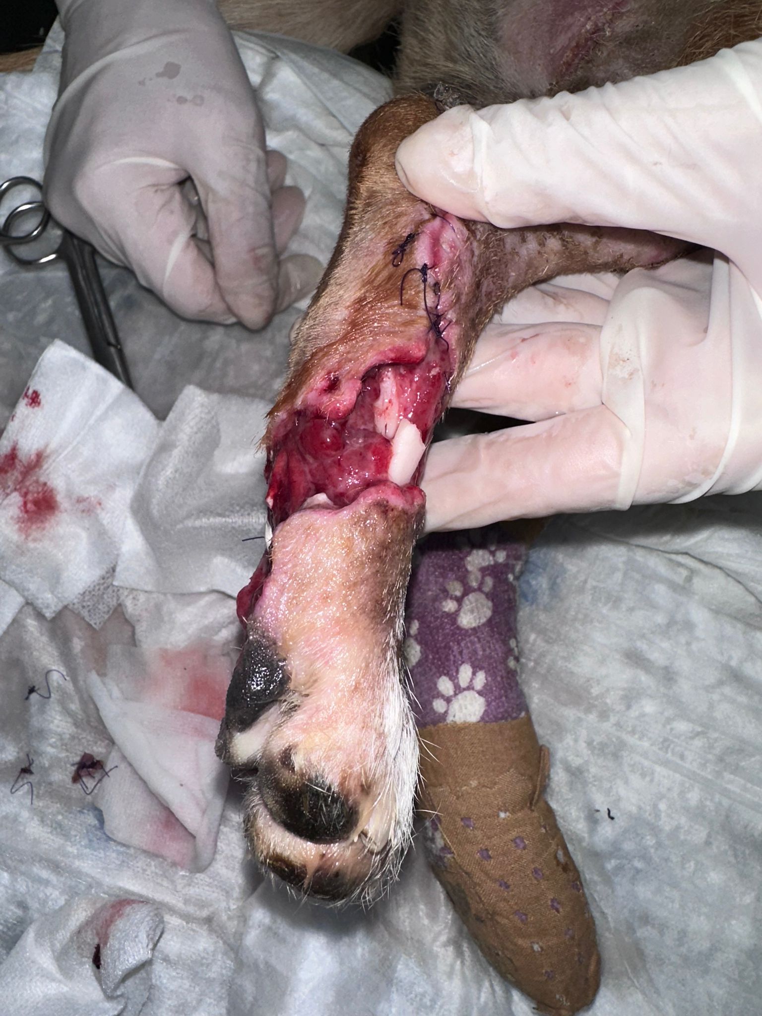 Pantufa before treatment