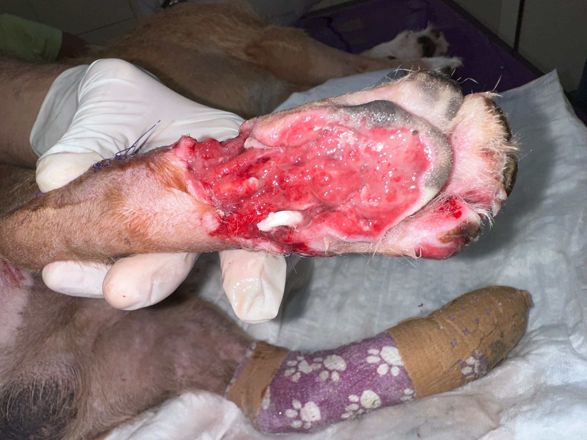Pantufa before treatment