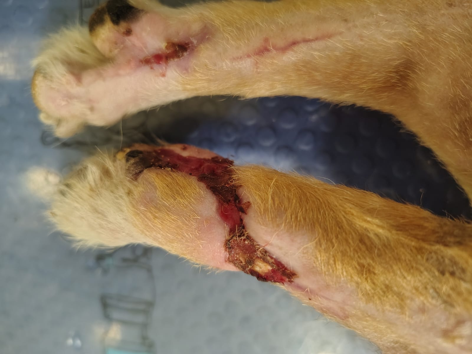 Pantufa after treatment
