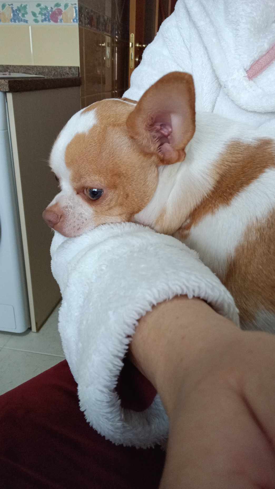 Scooby