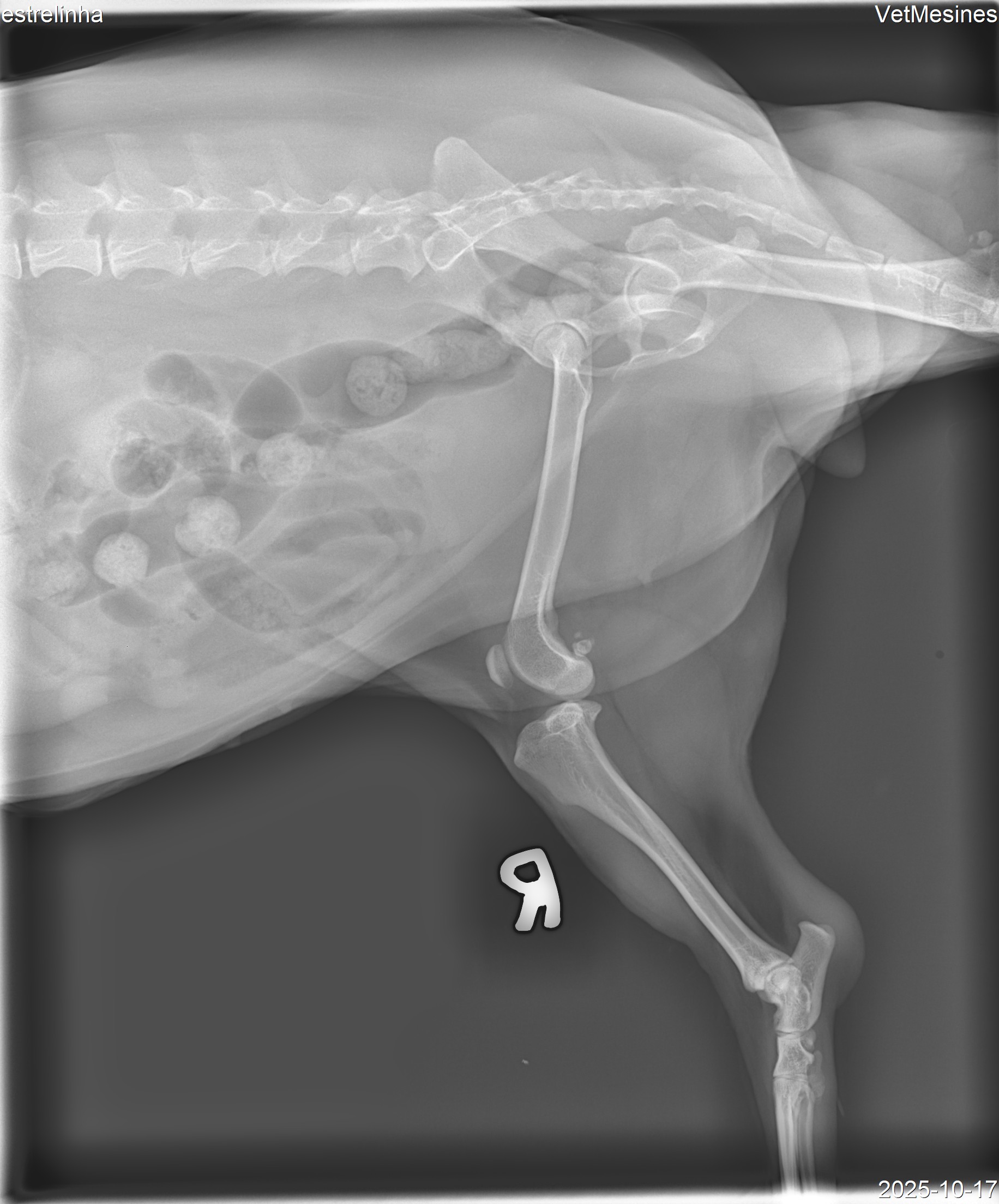 Estrelinha X-ray