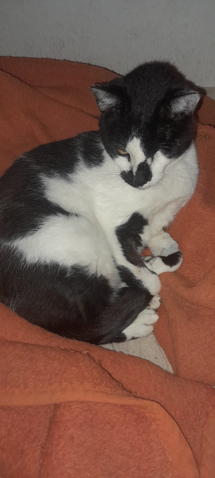 Tareco
